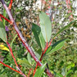 Portraitfoto Salix daphnoides