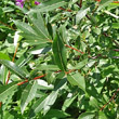 Blätterfoto Salix daphnoides