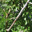 Stängel-/Stammfoto Salix daphnoides