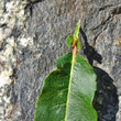 Foto von Besonderheit Salix daphnoides