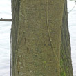 Stängel-/Stammfoto Salix elaeagnos