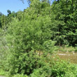 Habitusfoto Salix elaeagnos