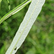 Foto von Besonderheit Salix elaeagnos
