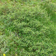 Habitusfoto Salix foetida