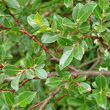 Blätterfoto Salix foetida