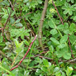 Stängel-/Stammfoto Salix foetida