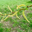 Blütenfoto Salix fragilis