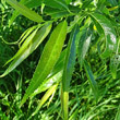 Blätterfoto Salix fragilis