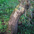 Stängel-/Stammfoto Salix fragilis