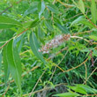 Fruchtfoto Salix fragilis