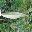 Foto von Besonderheit Salix fragilis