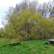 Habitusfoto Salix fragilis