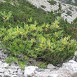 Habitusfoto Salix glabra