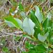 Blätterfoto Salix glabra