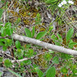 Stängel-/Stammfoto Salix glabra
