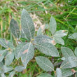 Portraitfoto Salix glaucosericea