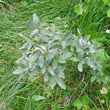 Habitusfoto Salix glaucosericea