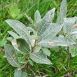 Blätterfoto Salix glaucosericea