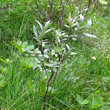 Stängel-/Stammfoto Salix glaucosericea