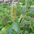 Fruchtfoto Salix glaucosericea