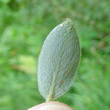Foto von Besonderheit Salix glaucosericea