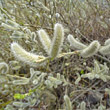 Blütenfoto Salix gracilistyla