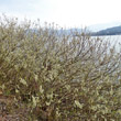 Habitusfoto Salix gracilistyla