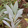 Blätterfoto Salix gracilistyla