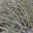 Stängel-/Stammfoto Salix gracilistyla