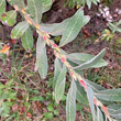 Foto von Besonderheit Salix gracilistyla