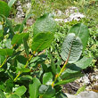 Blätterfoto Salix hastata