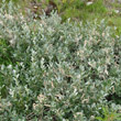 Habitusfoto Salix helvetica