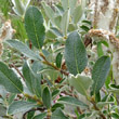 Blätterfoto Salix helvetica