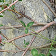 Stängel-/Stammfoto Salix helvetica