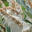 Fruchtfoto Salix helvetica