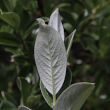 Foto von Besonderheit Salix helvetica