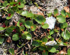 Habitusfoto Salix herbacea
