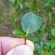 Blätterfoto Salix herbacea