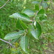 Portraitfoto Salix myrsinifolia
