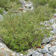 Habitusfoto Salix myrsinifolia