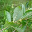 Blätterfoto Salix myrsinifolia