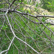 Stängel-/Stammfoto Salix myrsinifolia
