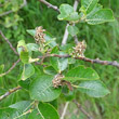 Fruchtfoto Salix myrsinifolia