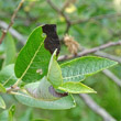 Foto von Besonderheit Salix myrsinifolia