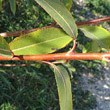 Stängel-/Stammfoto Salix pentandra