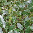 Portraitfoto Salix pentandra