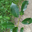 Blätterfoto Salix pentandra