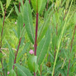 Blätterfoto Salix purpurea