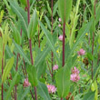 Stängel-/Stammfoto Salix purpurea