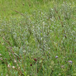 Habitusfoto Salix repens